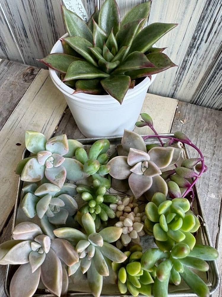 ①多肉植物【ルナレン】2苗セット　抜き苗 エケベリア 多肉植物 エケベリア ルナレン 抜き苗 その他インテリア雑貨