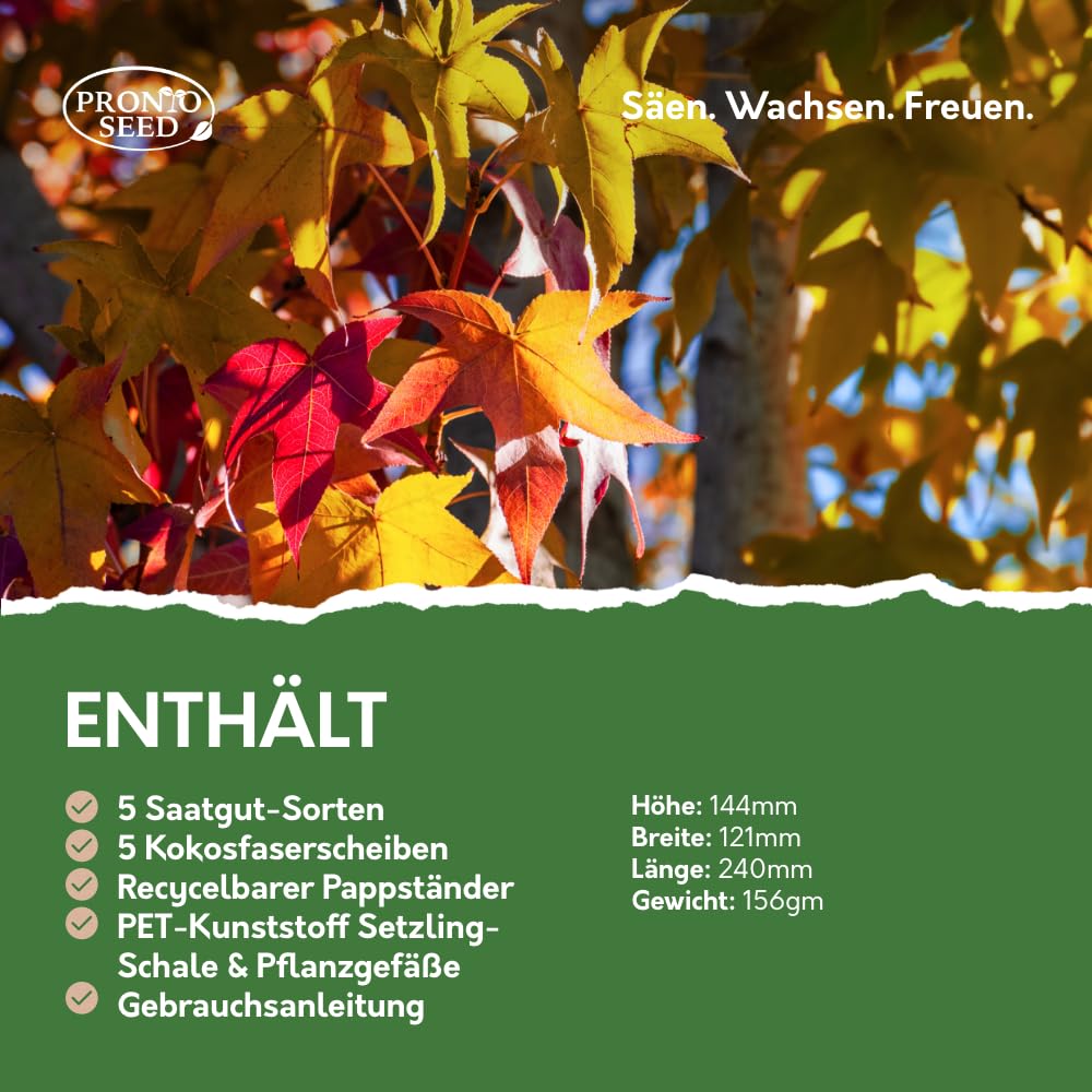 Pronto Seed – Kit zum Züchten eigener Bonsai-Bäume mit 5 Sorten Bonsai-Samen – Set für Indoor-Anzucht mit nachhaltiger Verpackung – Geschenk für Mann, Frau – anfängerfreundlich (Bonsai-Kit)