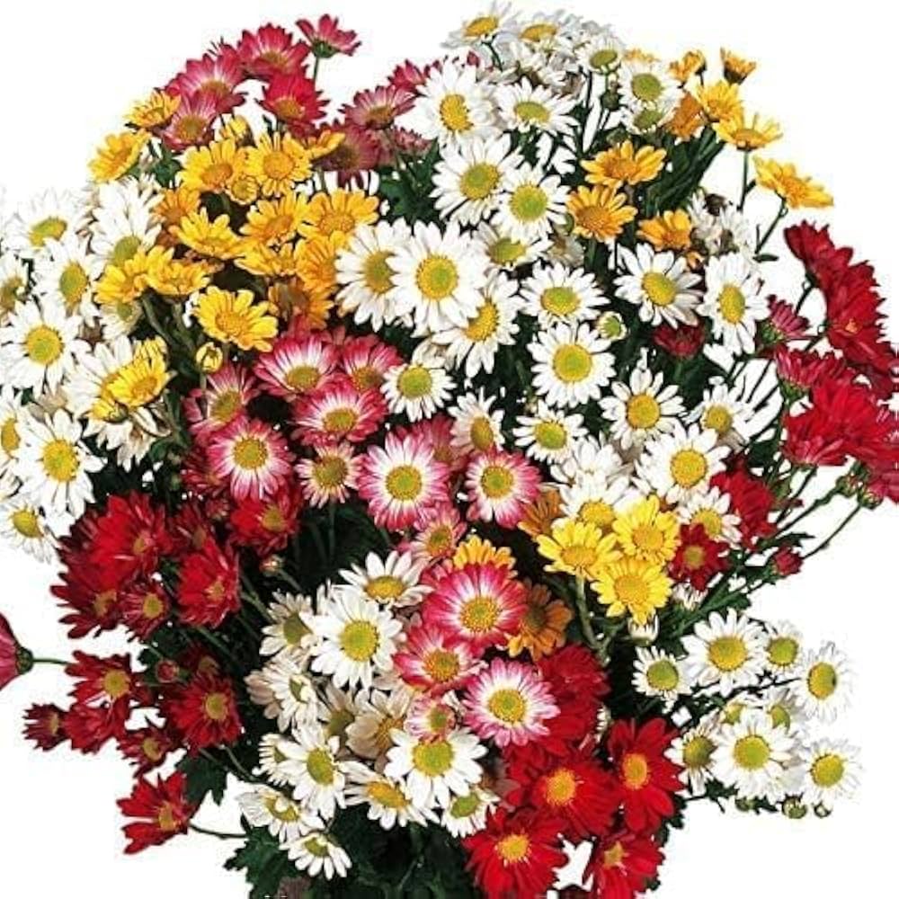 Amazon.co.jp: 菊苗 夏菊小輪セット 18株（花色見計らい・名称