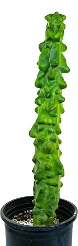Vista 5 de Cactus Outlet - Totem Pole Live Cactus, plantas de cactus vivas, plantas vivas para uso en interiores y exteriores, 12-18 pulgadas, cactus vivo
