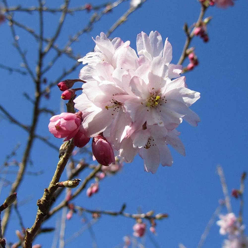 Prunus Subhirtella Autumnalis Winter Cherry Ornamental Fruit Tree 5 6ft Amazon Co Uk Garden Outdoors
