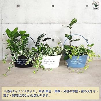 Amazon｜観葉植物寄せ植え 7号バスケット鉢 1個売り【観葉植物寄植え