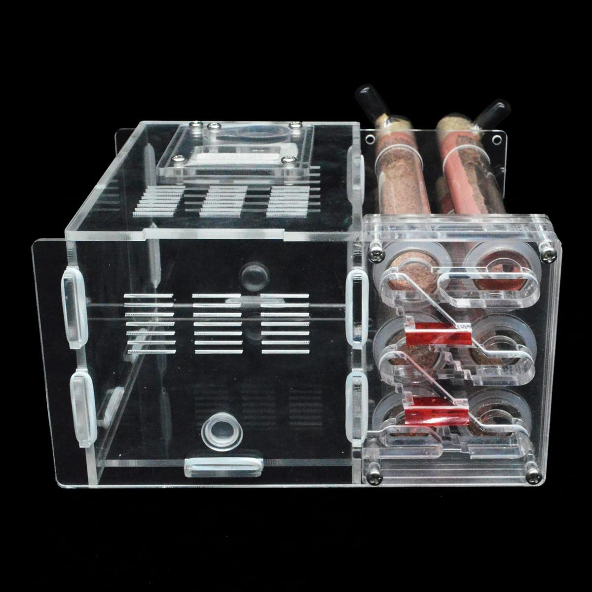 Formicario per formiche, Formica acrilica. Con 6 provette Razza Regina. Kit educativo 15x14,5x8,5 cm