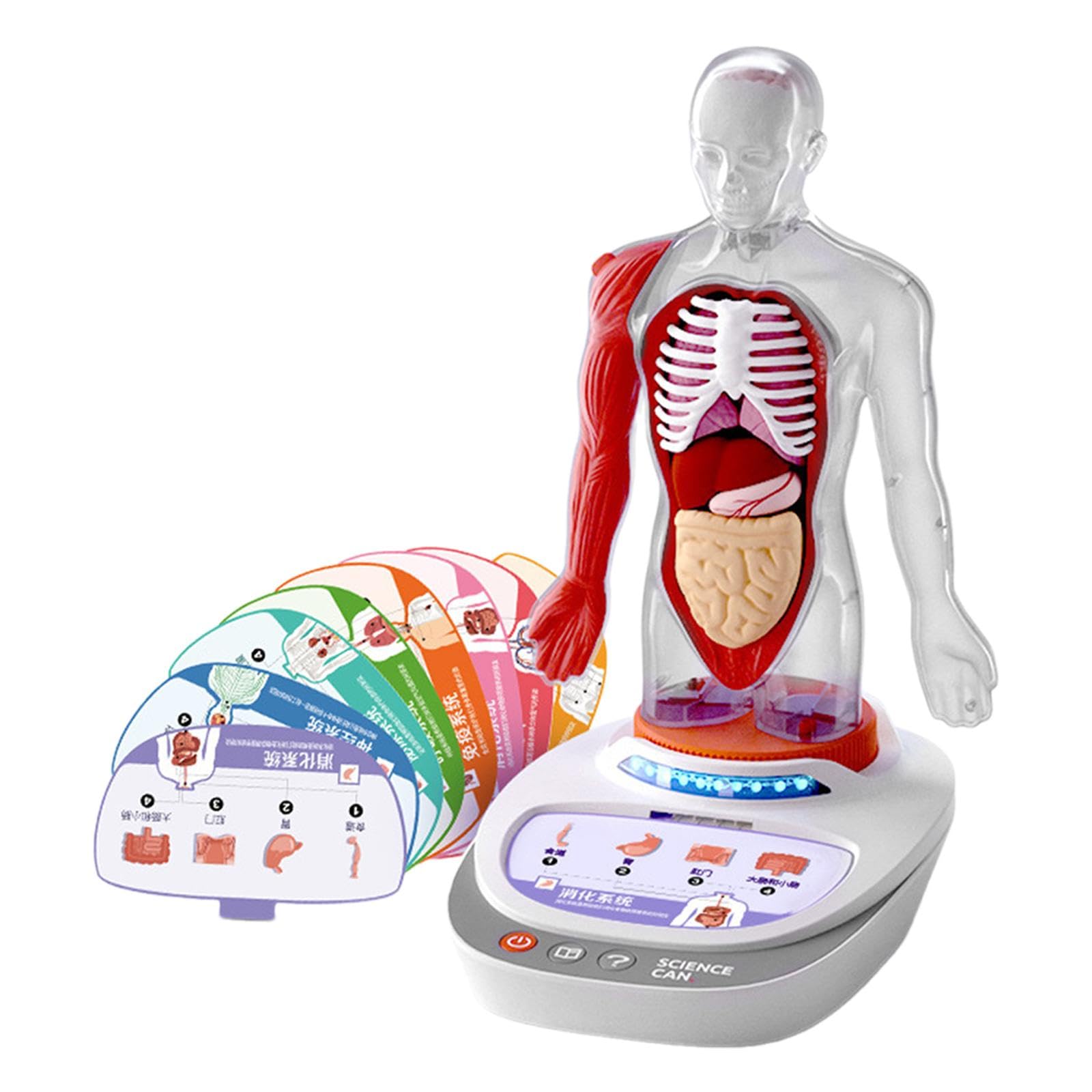 Modelo del Cuerpo Humano para Niños, Material Didáctico para El Aprendizaje de Ciencias en