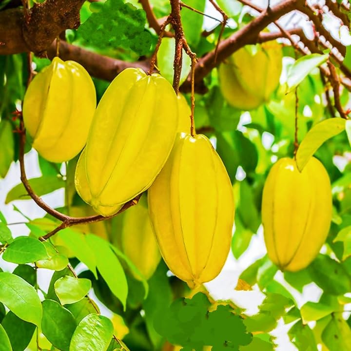 See full amazon price history chart for JR Service* Thailand Hybrid Carambola/Star Fruit Live Plant (Grifted). Original Quality Hybrid And All Time Season Fruit Plant. Fruits In Six Months. JR Service* Thailand Hybrid Carambola/Star Fruit Live Plant (Grifted). Original Quality Hybrid And All Time Season Fruit Plant. Fruits In Six Months. (B0CYH8GYQ2) Amazon Price History, Amazon Price Tracker