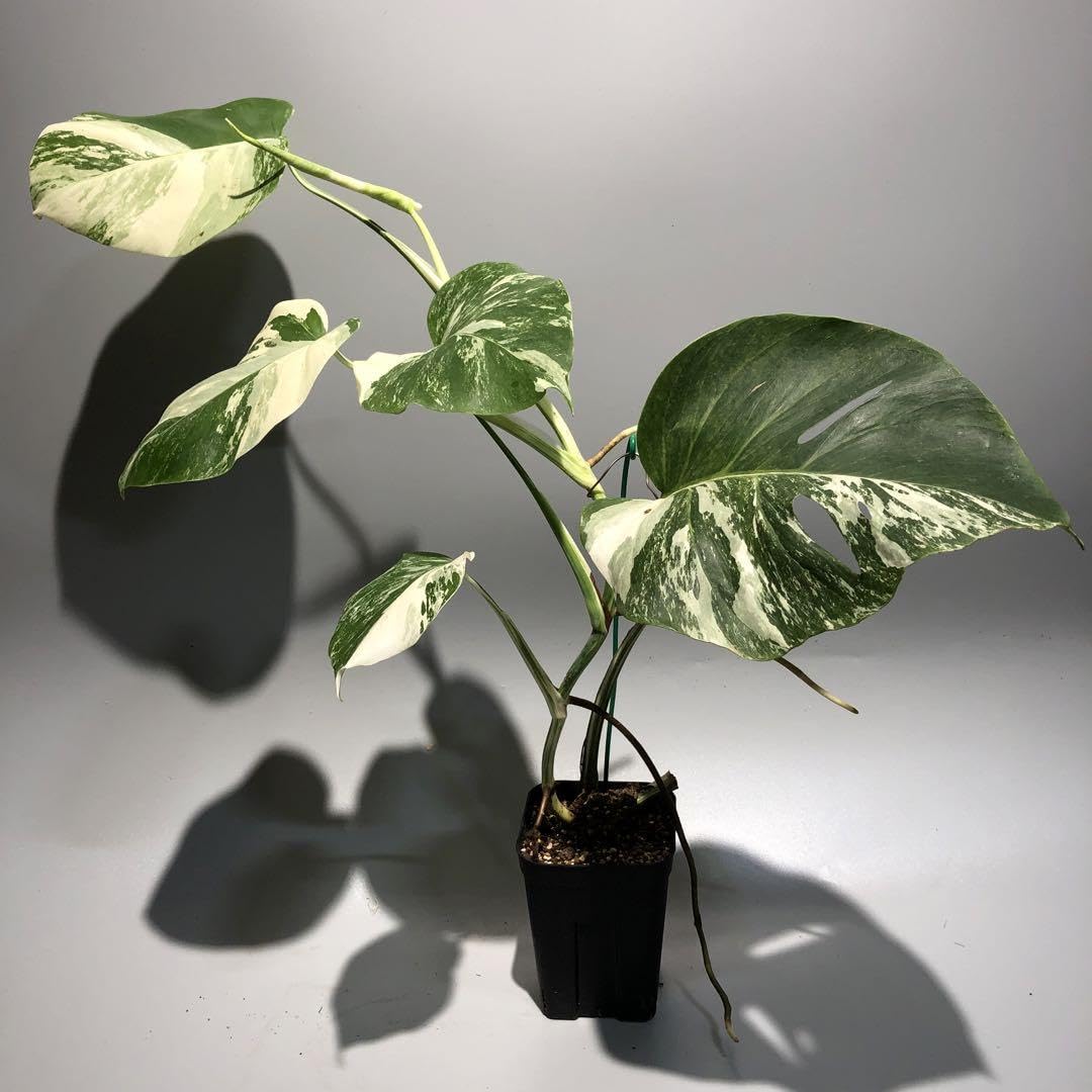 Amazon.co.jp: 斑入りモンステラ ボルシギアナ ホワイトタイガー