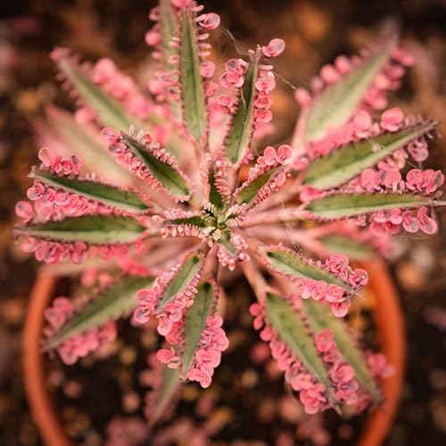Kalanchoe Pink Butterfly Succulent – Live Plant in 2 Inch