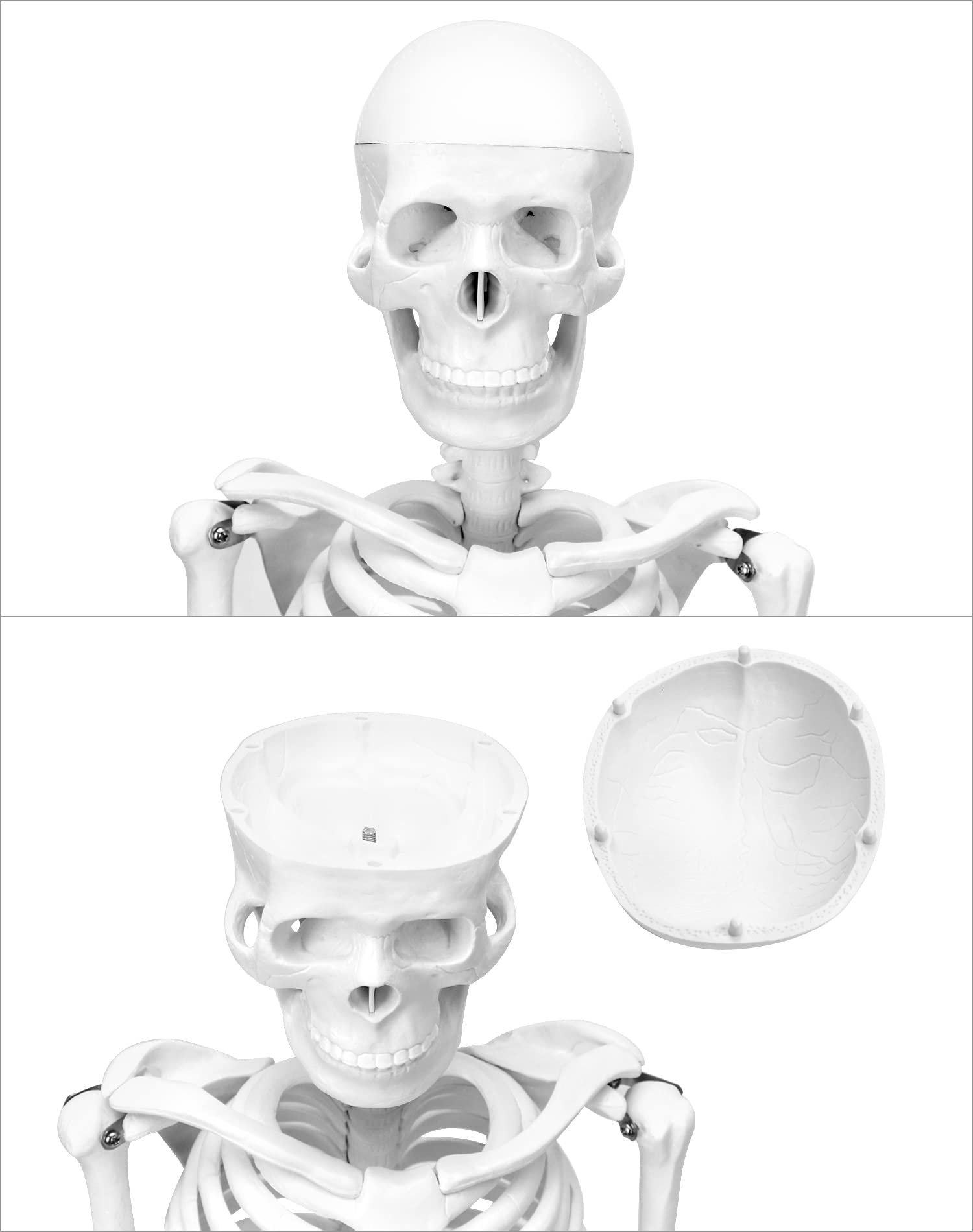 QWORK® Modello Anatomico Scheletro Umano, 85 cm, Flessibile, Per Strumento di Visualizzazione dell'Insegnamento
