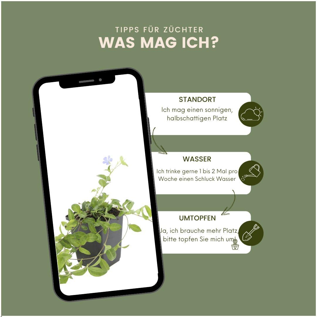 Plants by Frank Vinca Minor, 24x Immergrün Pflanzen, Ø 9 cm