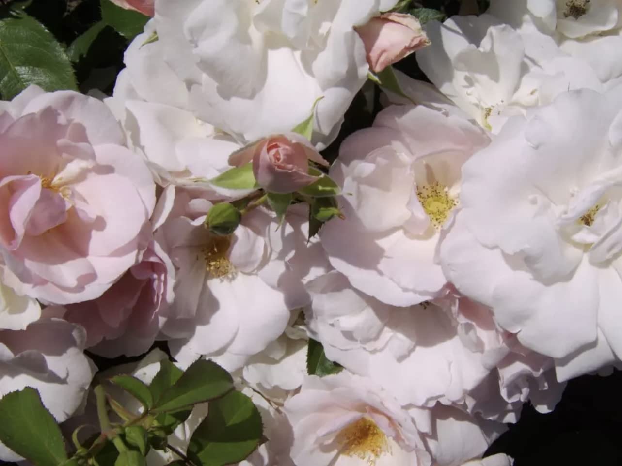 'Many Happy Returns' Potted Rose - Large Blush Pink Blooms - Floribunda Rose - Lovely Gift Idea - 4L Pot