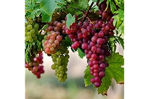 Red Grape Vine Live Plant for Planting: 1 Year Old Sweet Grape Plants Starter Kit