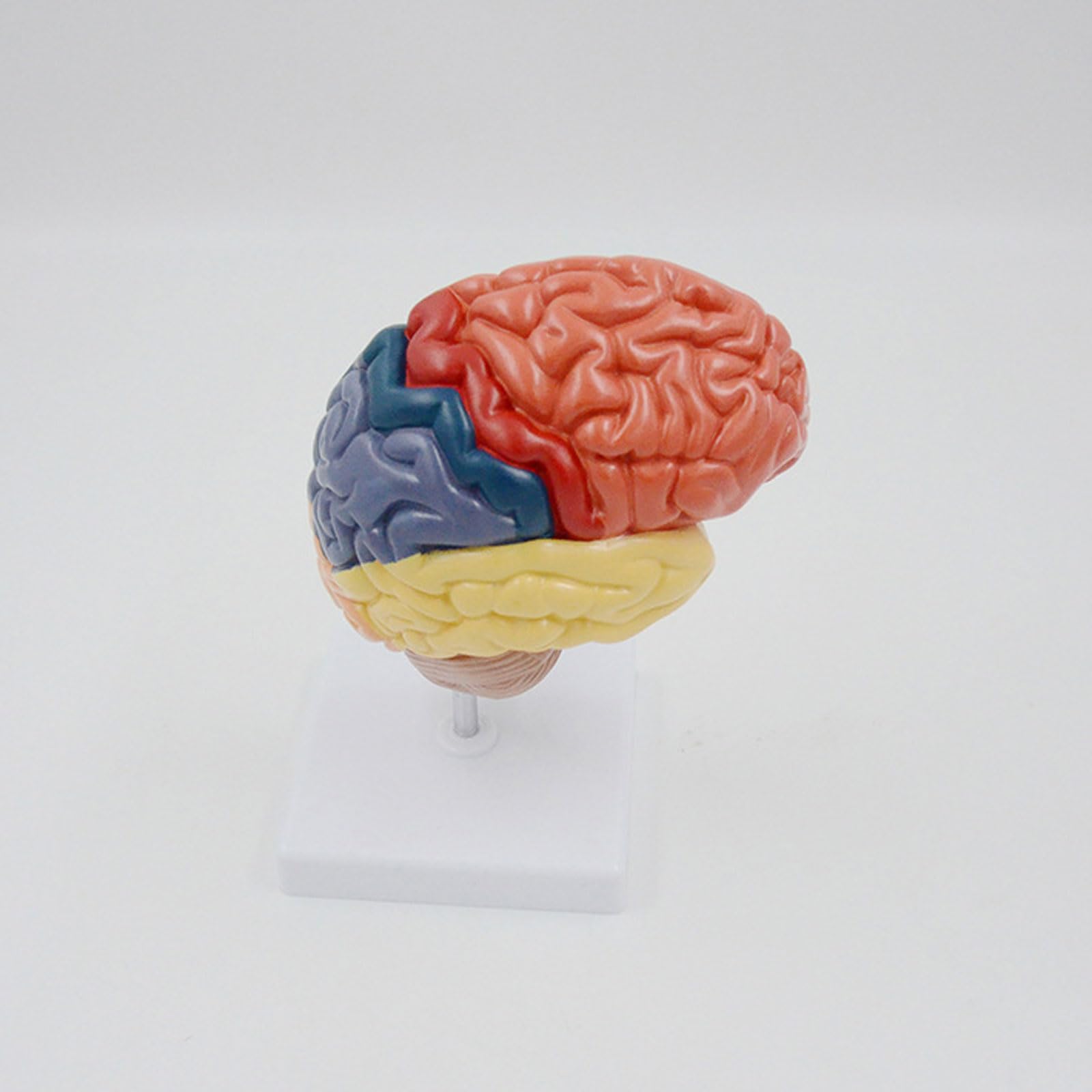 BYERZ Modèle Anatomique Grandeur Nature du Cerveau Droit Humain Région Fonctionnelle Anatomie du Cerveau Cadeau Médical Matériel Pédagogique Outil D'enseignement