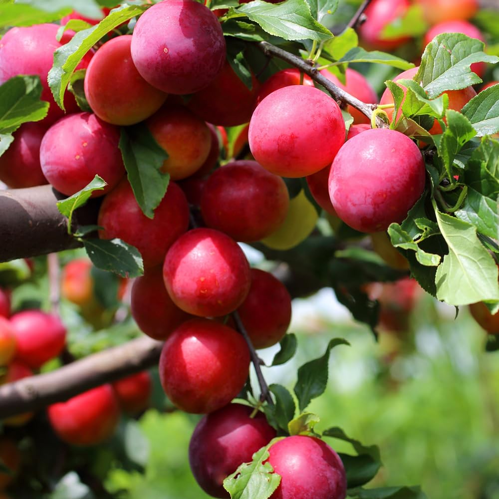 All Red Plum Tree