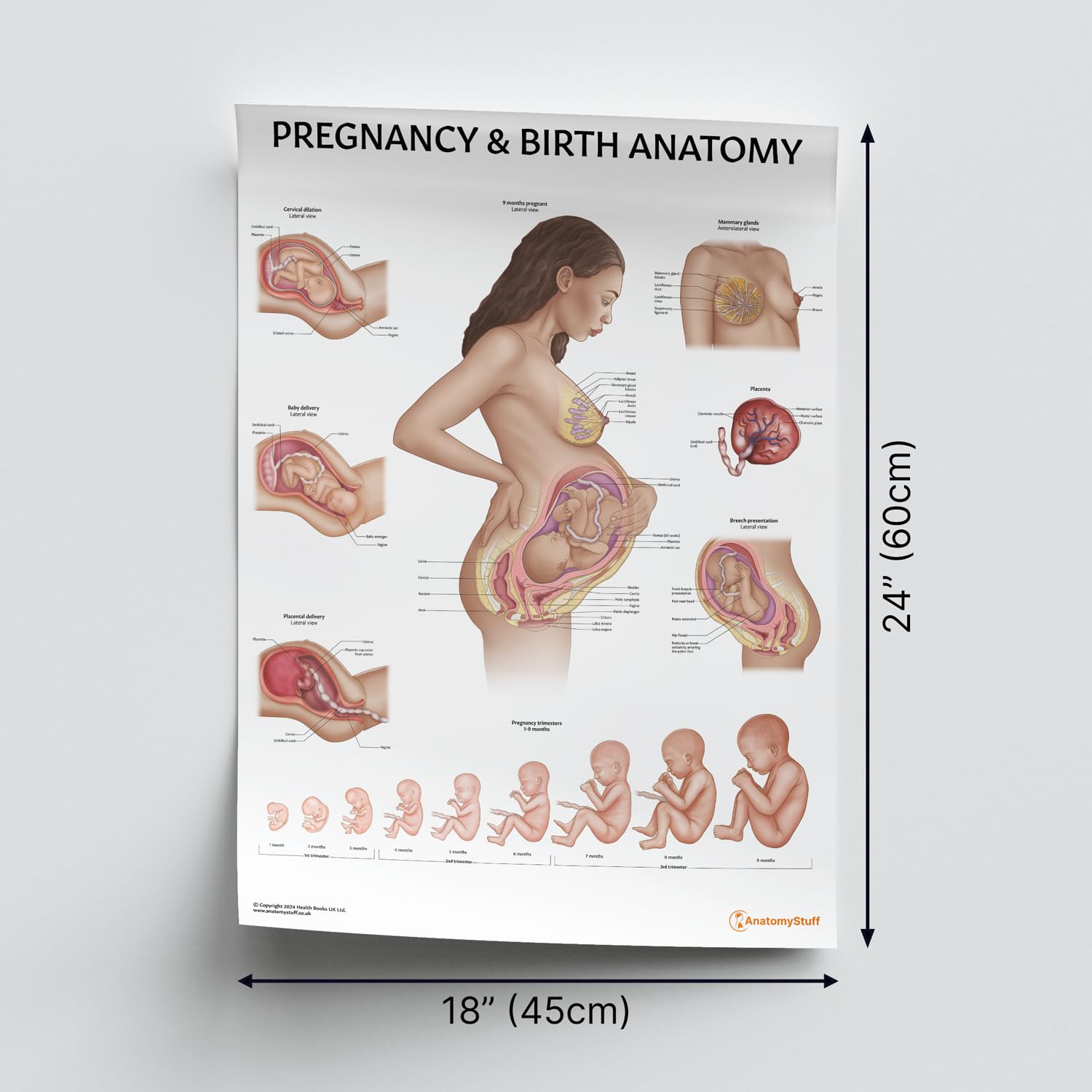 Schwangerschaft & Geburt Anatomie Poster 45x60cm Hebamme Poster Doula Bildung