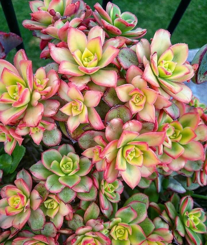 Miniatura 5 de Planta Aeonium de fácil cuidado en maceta viva de 4 pulgadas, plantas suculentas raras vivas, bien enraizadas, plantas de interior de fácil cuidado