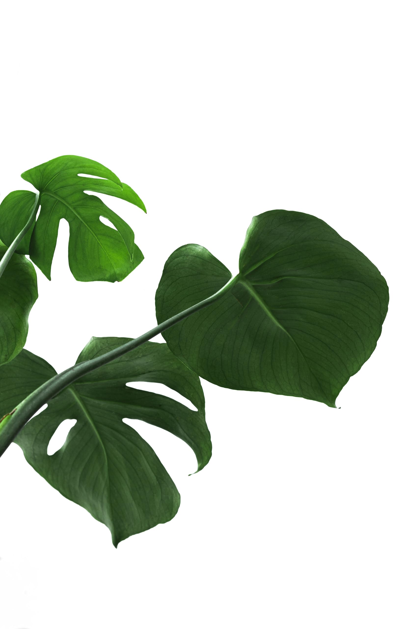 Verdecora Monstera Deliciosa Planta Natural Interior Maceta Ø15cm | Costilla de Adán, Ceriman, Decoración tropical, Purificadora del aire