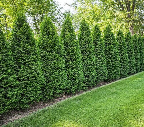 Emerald Green Arborvitae Live Plants (Thuja occidentalis) Fast Growing Evergreen Privacy Tree Hardy Thuja Hedge Plant Starter Tree Saplings for Outdoor Landscaping (5 Trees)