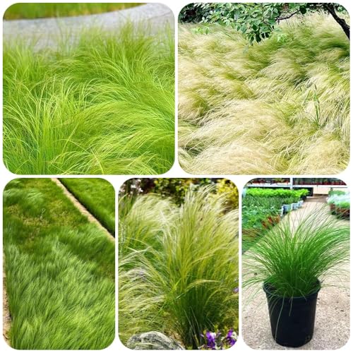 Semillas resistentes de hierba de plumas, Las plantas perennes son plantas perennes resistentes. Stipa tenuissima, Plantas resistentes al exterior. Las plantas de jardín de rocas son 100pcs