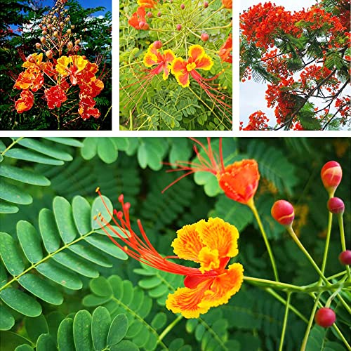 QAUZUY GARDEN 5 Red Mexican Bird of Paradise Seeds, Peacock Flower, Pride of Barbados, Flos Pavonis, Dwarf Poinciana Seeds - Attract Pollinators - Showy Flowering Shrub - Thumbnail 2