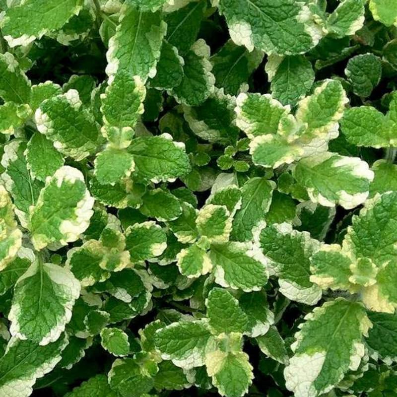 2 Pineapple Mint Plants Live Indoors Outdoors, Fresh Herb Mint Plant, Mint Plant Seeds, Mint Plant Variegated Pineapple Mint, Pineapple Mint Live Plant,3 to 5 Inch Tall, Bareroot