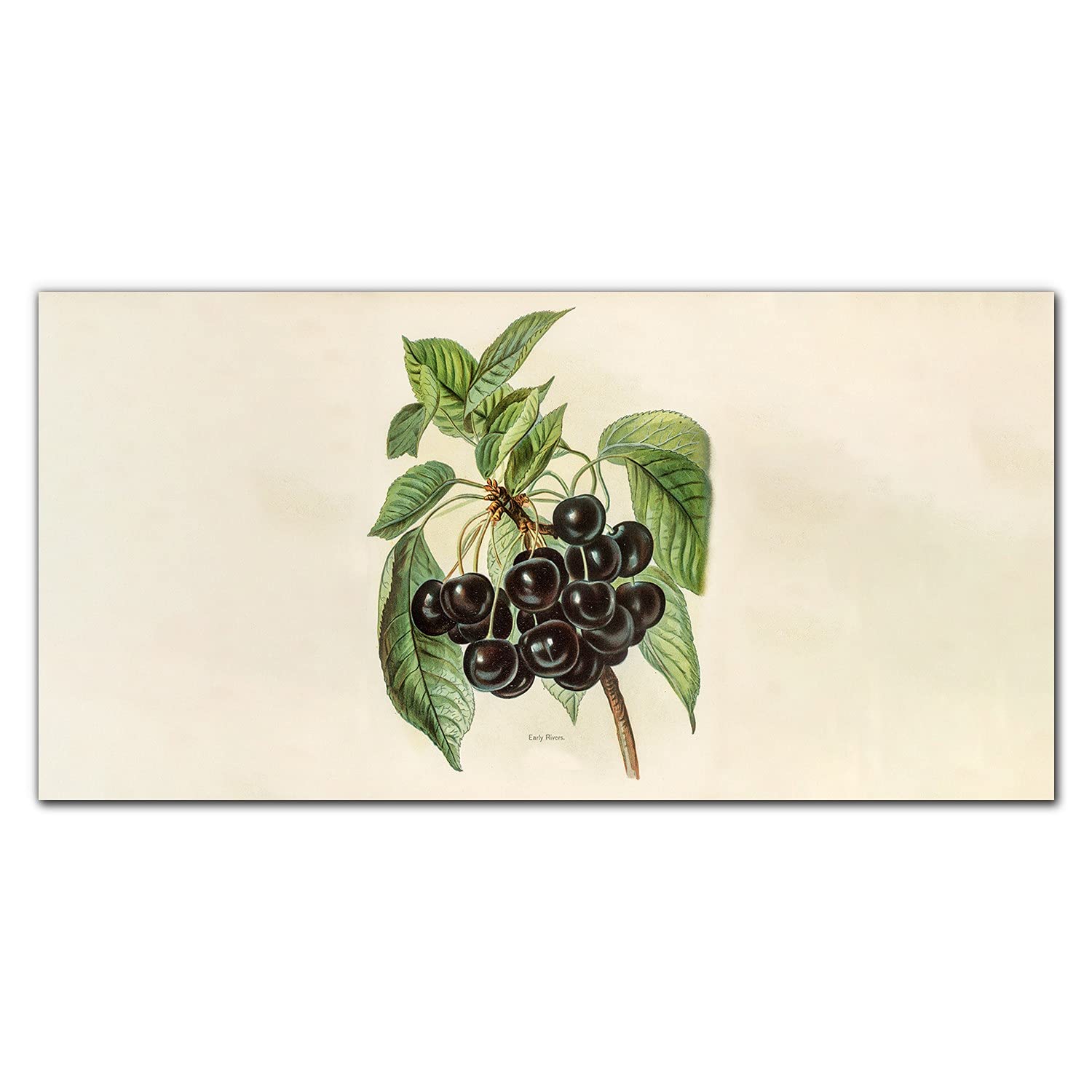 Crédence en verre trempé 140x70cm décor raisins pour sublimer et protéger la cuisine