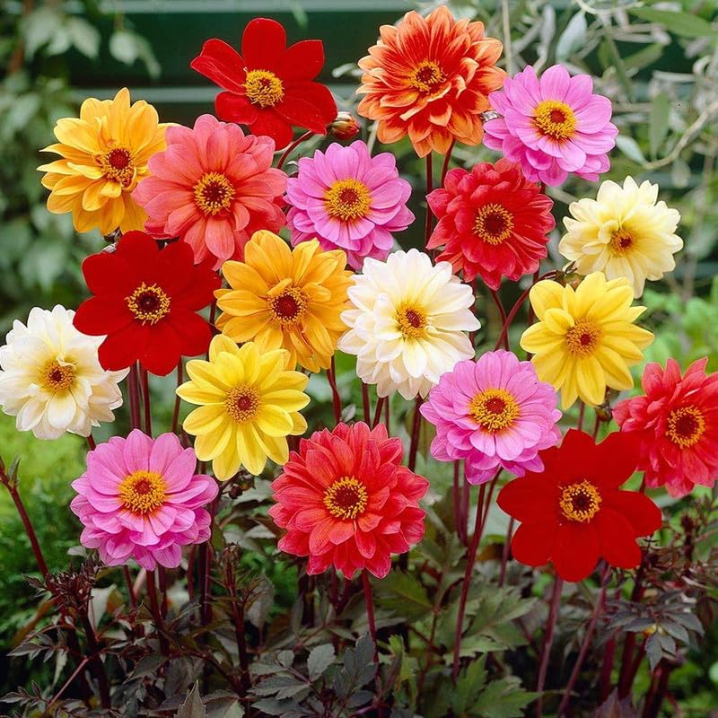 See full amazon price history chart for KK ENTERPRISE Dehlia Top Star Beauty Mix Seeds for Gardening | Multicolor Flower for Garden and Home Decoration (Seed Count 25) KK ENTERPRISE Dehlia Top Star Beauty Mix Seeds for Gardening | Multicolor Flower for Garden and Home Decoration (Seed Count 25) (B0CDH2WHV6) Amazon Price History, Amazon Price Tracker
