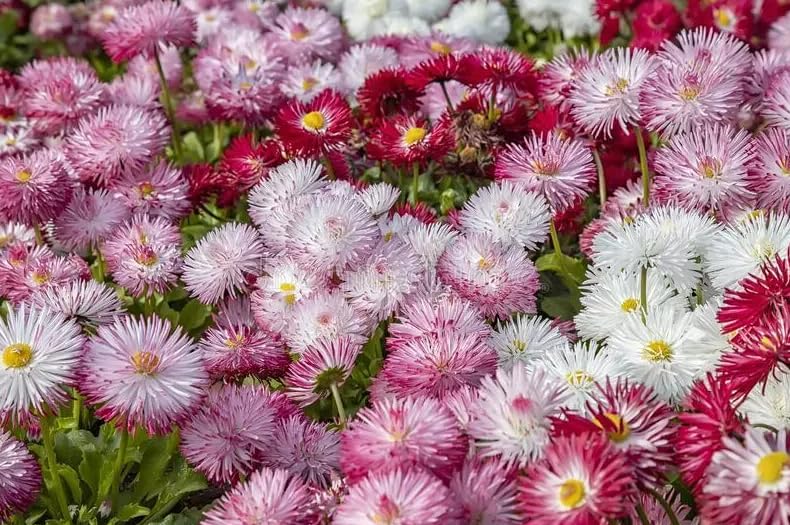 1 Pack of 6000 SEEEDS English Daisy Bellis perennis monstrosa Double flowwered