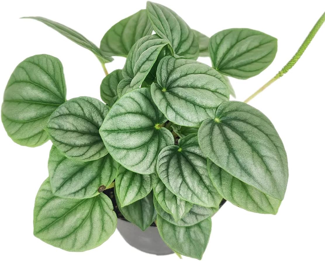 Peperomia Frost (4" Grower Pot) - Medium To Bright Light Air-purifying Houseplant - Live, Easy to care, Low maintenance houseplant, Perfect for Low to Moderate Light Condition, Gift or Home Decoration