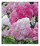 BALDUR Garten Freiland-Hortensie Vanille Fraise® im 2-Liter, 1 Pflanze, Hydrangea paniculata, winterhart, blühend, Schnittblume, pflegeleicht, Rispenhortensie