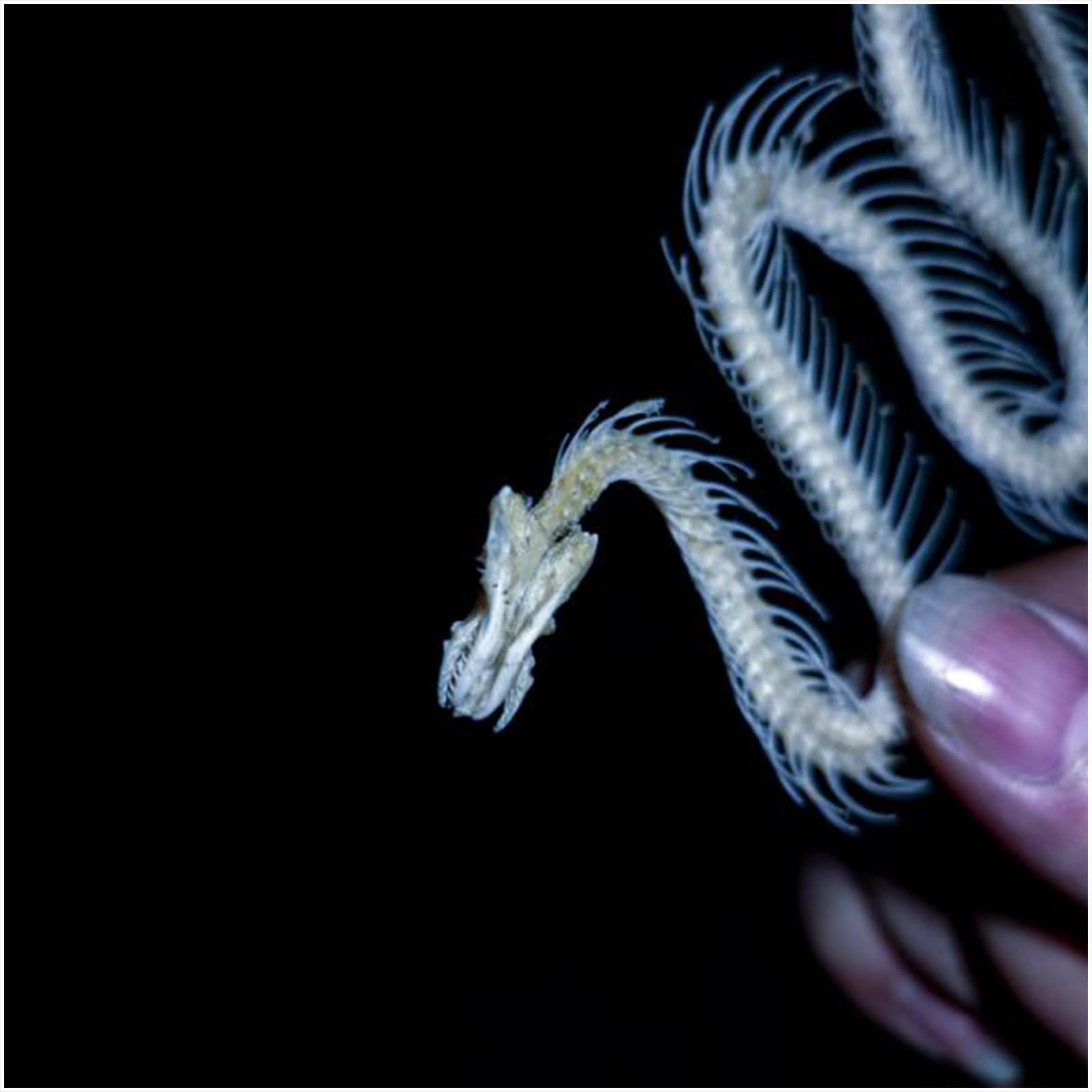 Modèle d'os de squelette de serpent taille réelle 1:1 - Modèle de spécimen de squelette de serpent pour l'art des vétérinaires - Médecine pour l'éducation scientifique, l'enseignement scolaire