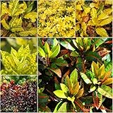 Semillas de Codiaeum variegatum ornamental sostenible jardín de rocas para lugares soleados jardín arbusto maravilloso 300pcs