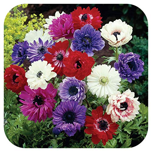 Anemone x 25 Bulbs corms St Brigid Mixture Mixed by Growtanical®