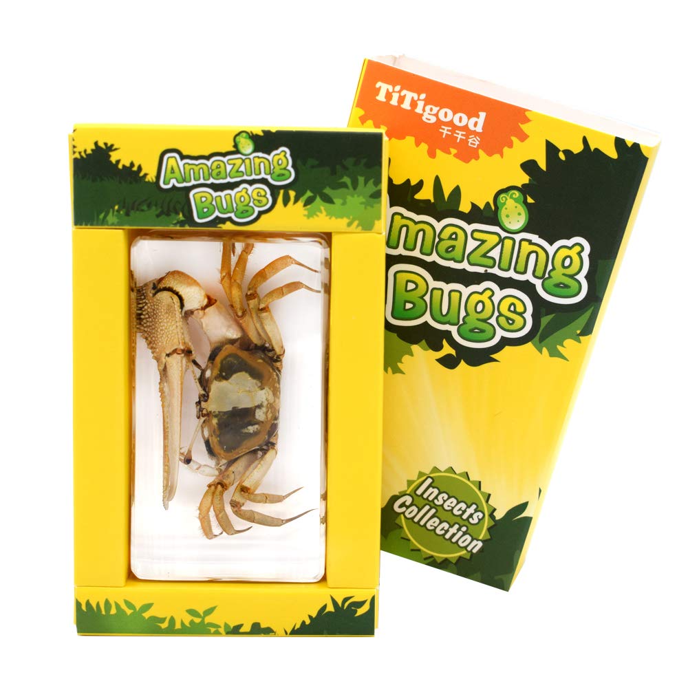 Presse-papier Crabe éducatif Véritable Spécimen De Crabe En Résine - Taxidermie De Spécimen éducatif Crabe