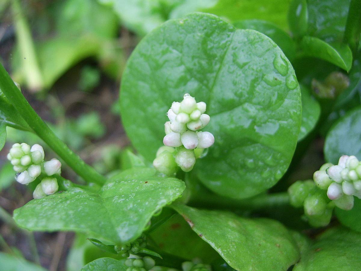 Gachwala Malabar Spinach Seeds (Pack of 20+) | Pui Saag Seeds | Ceylon Spinach Seed | Climbing Spinach (B0B4TD8S7C) Amazon Price History, Amazon Price Tracker