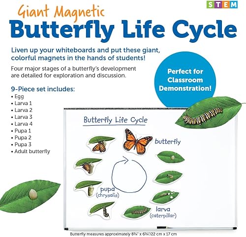 Miniatura 4 de Learning Resources Ciclo de vida de mariposa, 9 piezas de escritura y limpieza, accesorios para el aula, ayudas didácticas, a partir de 5 años