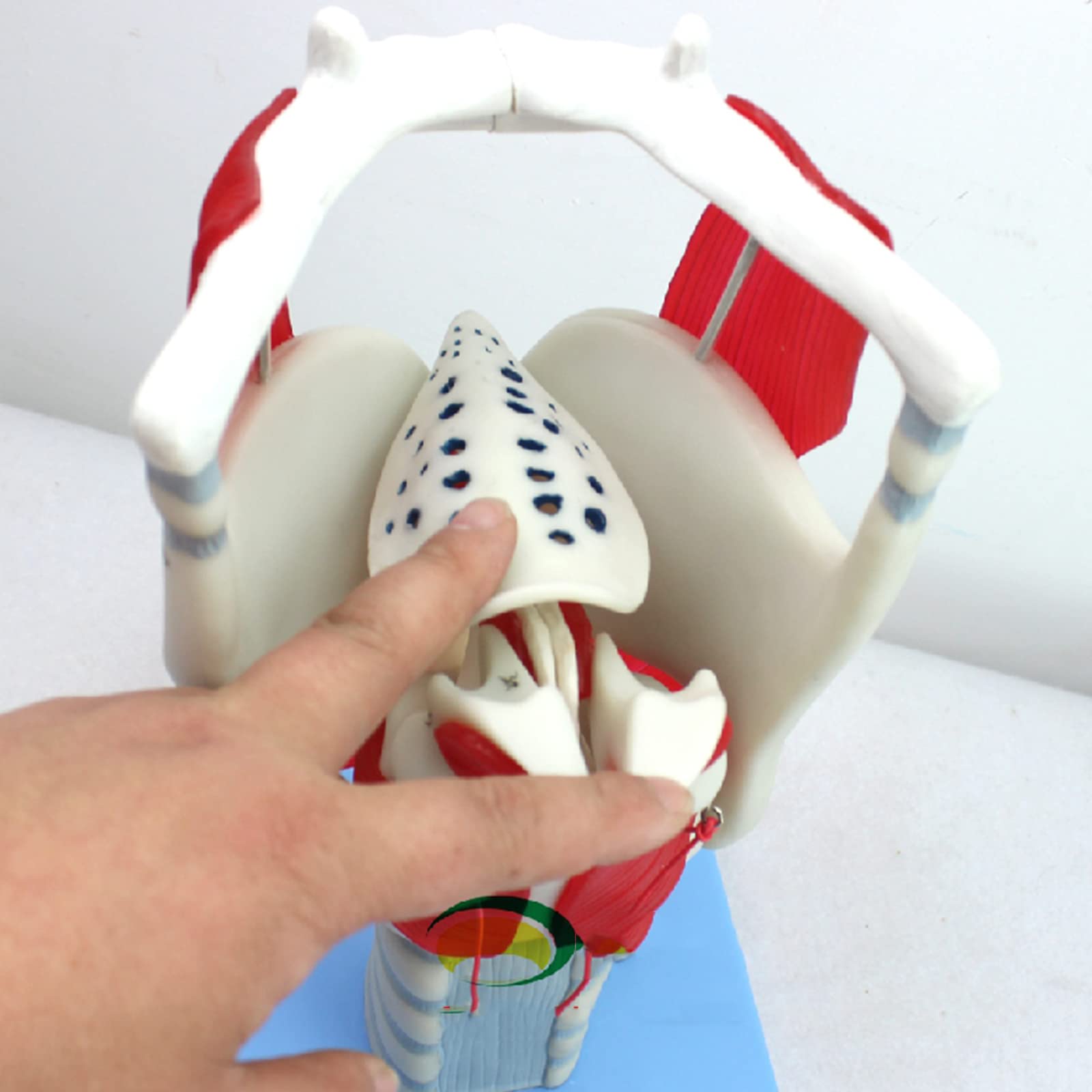 Model anatomiczny gardła – 24 części wskaźnik do nauczania i