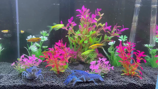 1点限り‼️ 人工水草 水槽内装 水族館植物 オーナメント Amazon | 水槽用 人工水草 人工植物 水槽 オーナメント