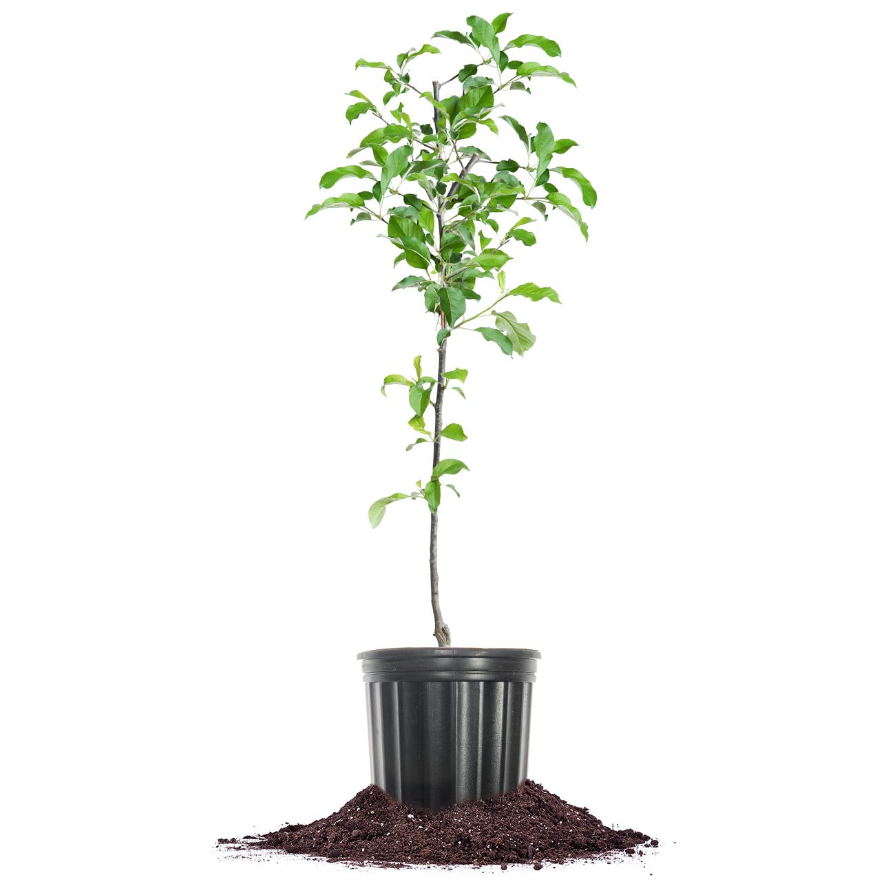 Gala Apple Tree