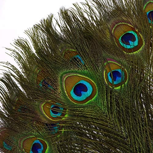 MWOOT 15pcs Natural Peacock Eye Feathers, Screen Green Tail Eye Feathers for DIY Craft,Costume,Wedding Holiday Party Decoration 11.02-12.6inch (28-32CM)