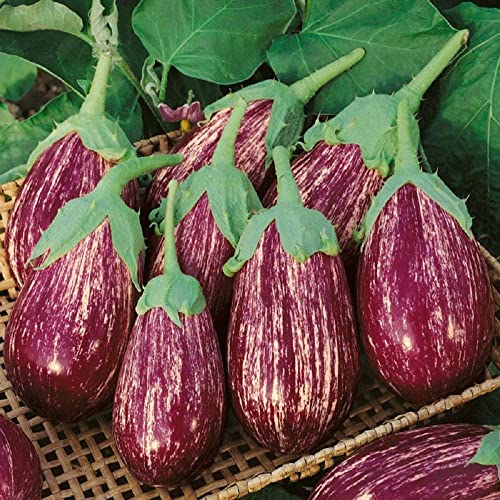 Raise Me Up: Seeds Rosa Bianca De Gandia Eggplant Aubergines Non Gmo Heirloom #TOP2