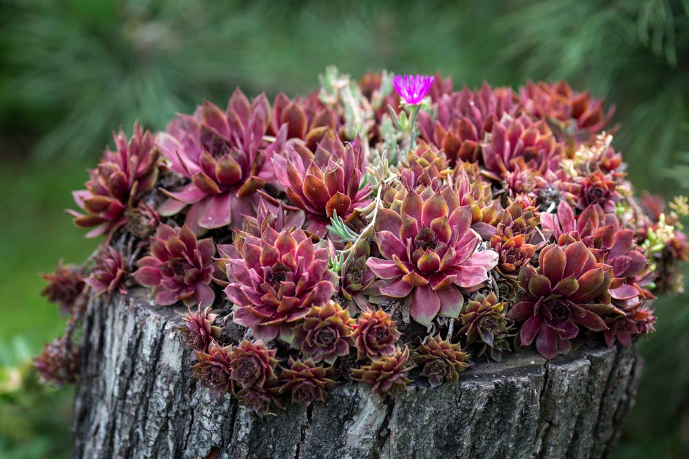 Sempervivum arachnoideum 50 Seeds, Hens and Chicks, Houseleek, Succulent Seeds