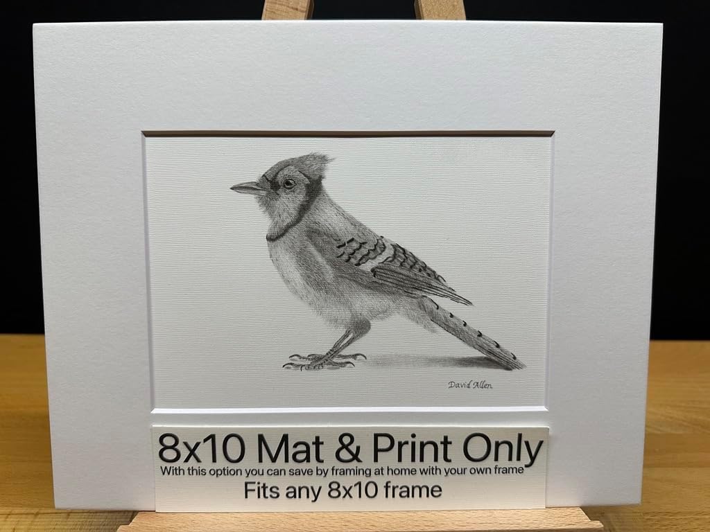 Bluejay Blue Jay Bird Graphite Pencil Art Sketch Drawing Print Picture Limited Edition Titled 'Blue Jay' by David Allen (8x10 Mat & Print Only)