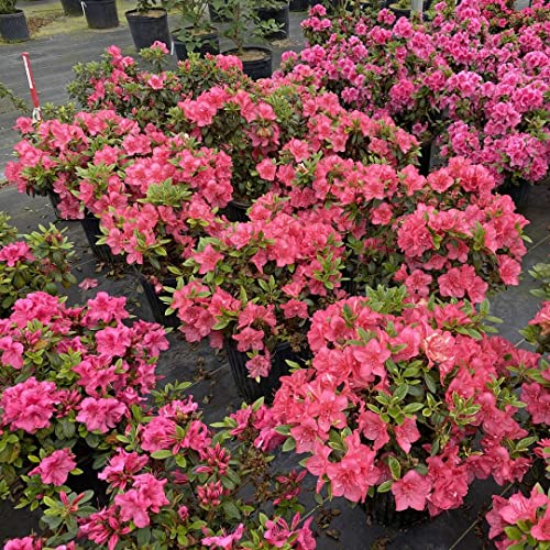 Perfecto Mundo Epic Coral® Reblooming Azalea - Proven Winners-4" Pot Perfecto Mundo Epic Coral® Reblooming Azalea - Proven Winners-4" Pot