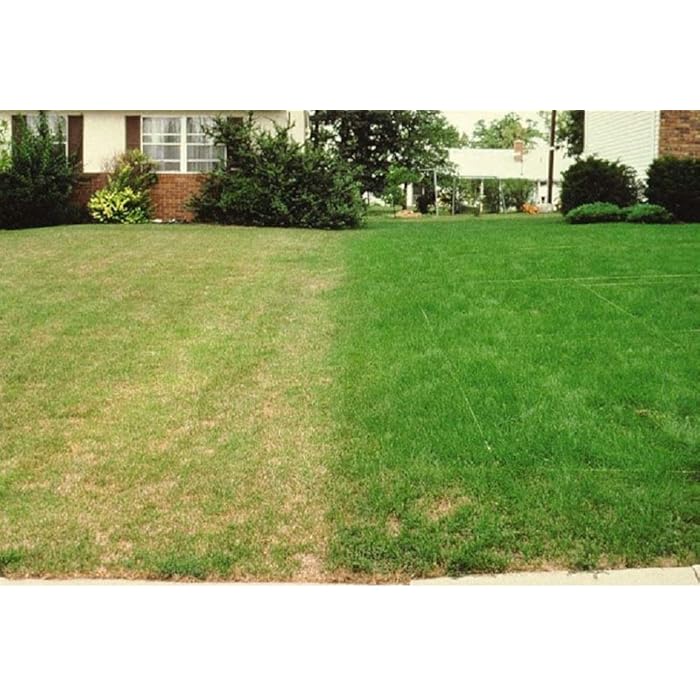 Buy 5kg Extreme Shade Drought Resistant Lawn Seed with Kentucky