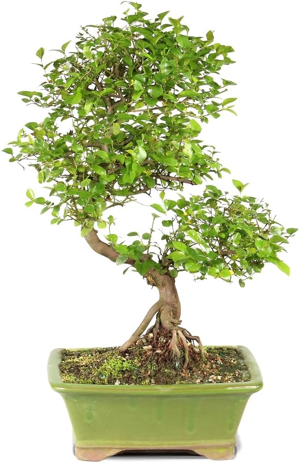 Chinese Sweet Plum