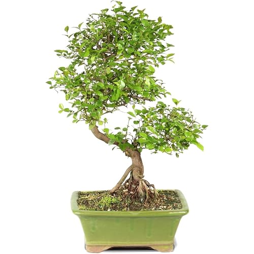 Chinese Sweet Plum