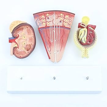 Amazon.co.jp: 3部分の腎臓解剖学モデル、腎臓の輪郭、ネフロン