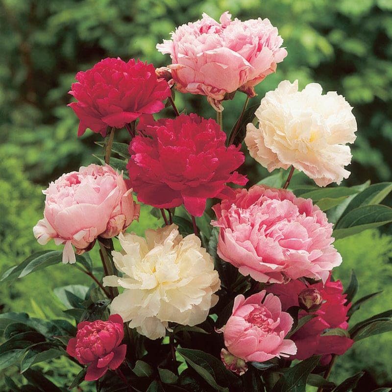 Mixed Peony Flower Seeds, 75+ Double Blooming Perennial Dwarf Plant Seeds for Garden Planting-image-15