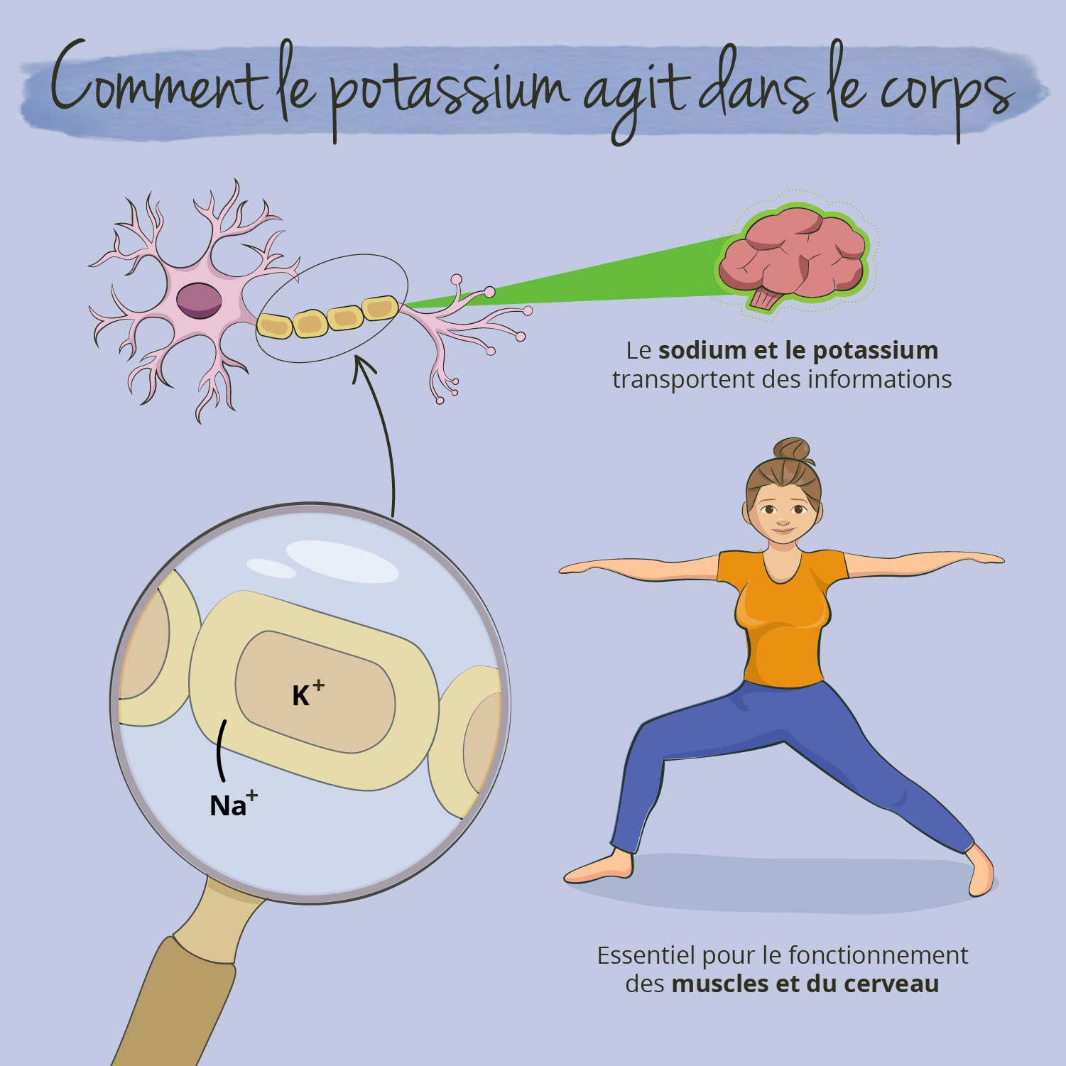 Citrate de Potassium 2222mg | Biodisponibilité Élevée | Sans Additifs & Vegan | Electrolyte, Fonction Musculaire & Système Nerveux* | Vegavero®