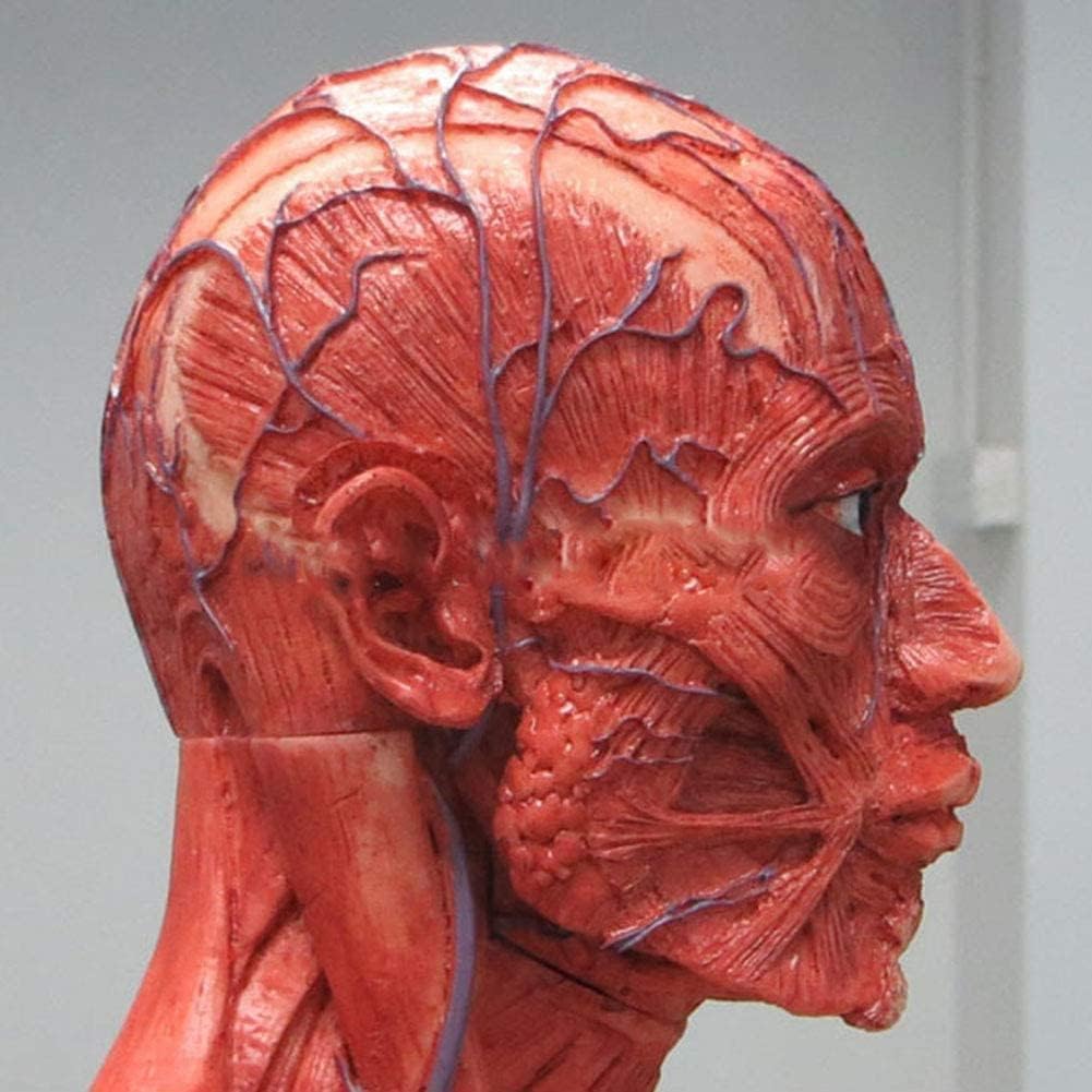 Modello di anatomia muscolare, sistema muscolare umano dettagliato per l'educazione medica e lo studio di fisiologia